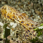 Hapalochlaena lunulata